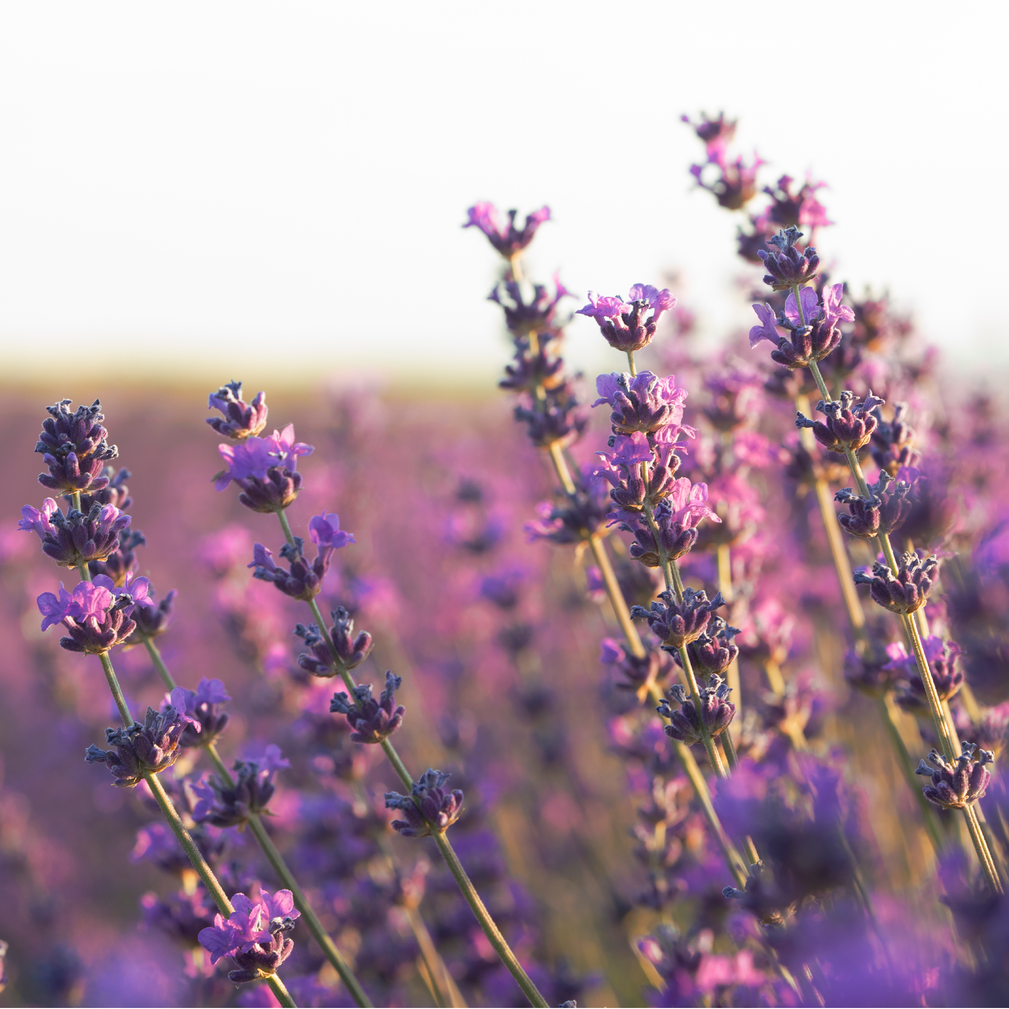 Lavendelblüten ganz Bio (250g)