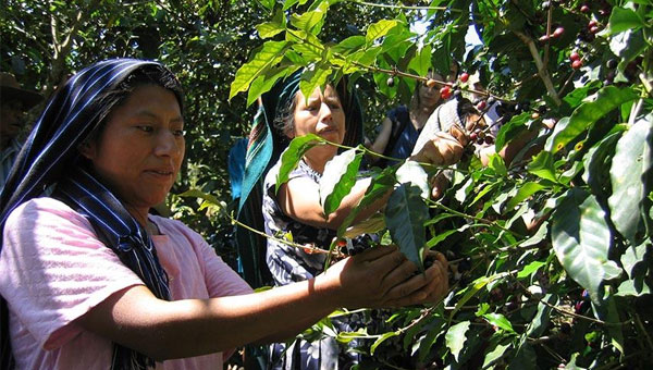 Women Picking Coffee